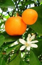 TANGERINE ESSENTIAL OIL